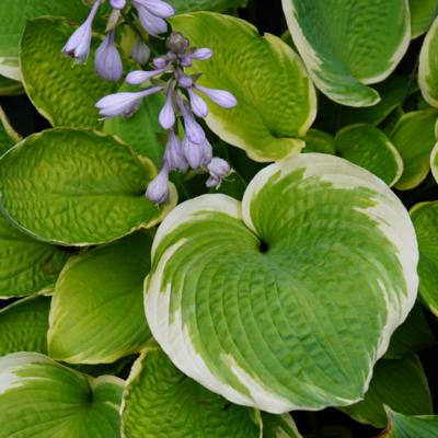 Hosta 'Sunshine Glory'